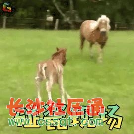 Ȍ